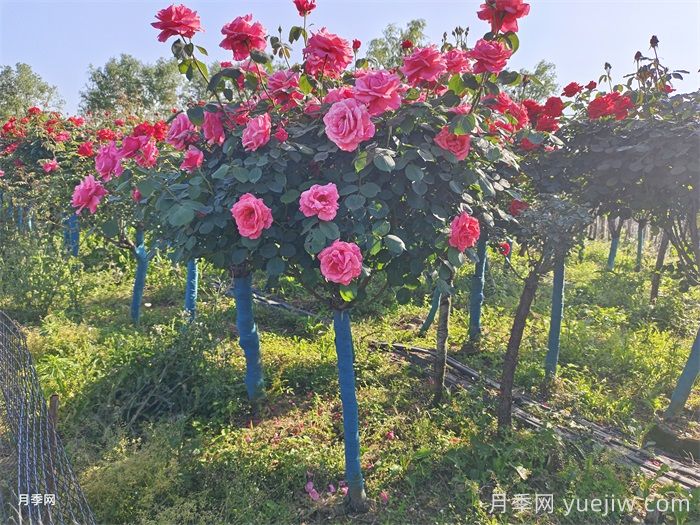 月季度夏管理方法，夏季月季的常見(jiàn)問(wèn)題(圖3)