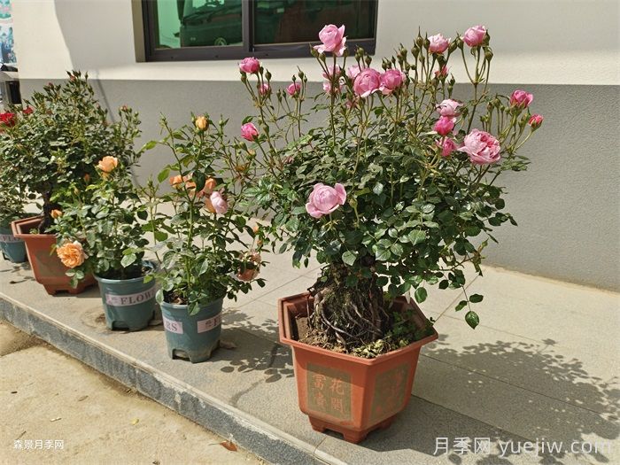 盆栽月季老是死？陽(yáng)臺如何養好盆栽月季？(圖1)