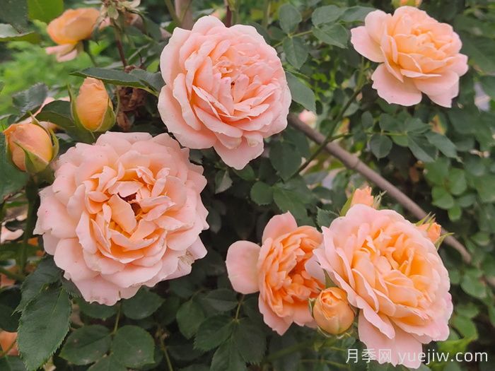 怎樣使盆栽月季交替開(kāi)花？通過(guò)花期調控(圖1)