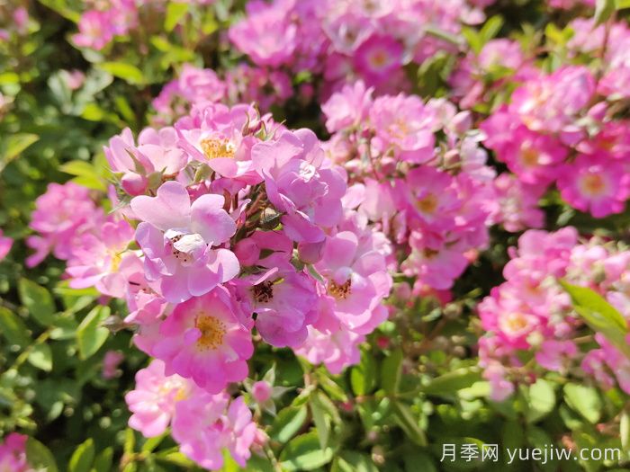 10分鐘學(xué)會(huì )月季養法，高手經(jīng)驗總結(圖2)