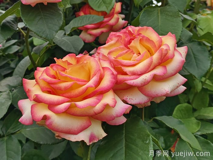 10分鐘學(xué)會(huì )月季養法，高手經(jīng)驗總結(圖1)