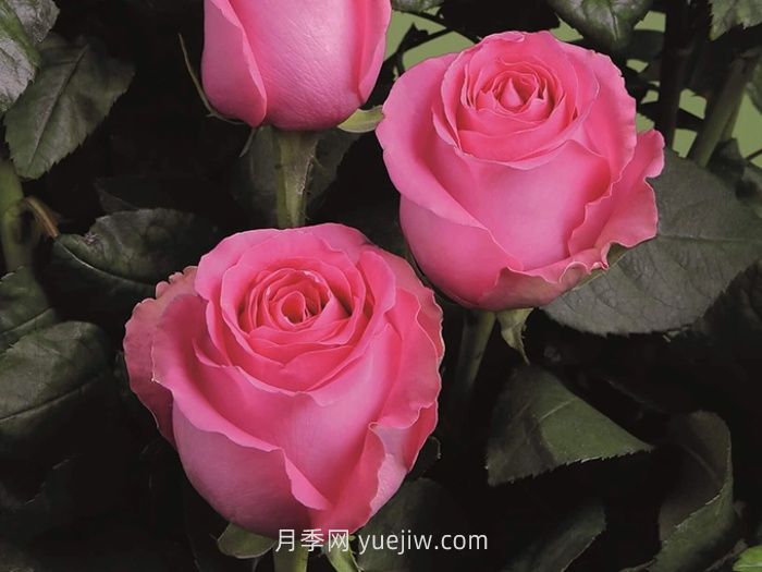 上海夫人月季的介紹和優(yōu)缺點(diǎn)(圖1)