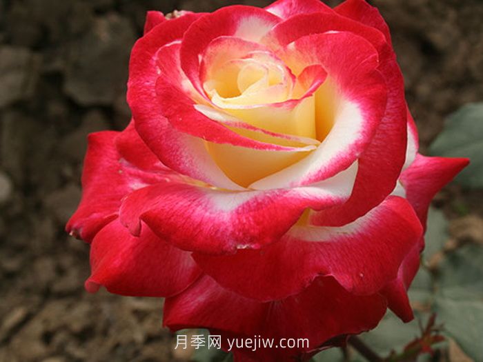 紅雙喜月季介紹和優(yōu)缺點(diǎn)(圖1)